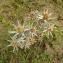  Florent Beck - Eryngium bourgatii Gouan [1773]