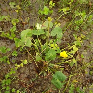 Photographie n°190832 du taxon Caltha palustris L. [1753]