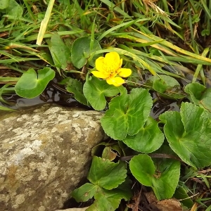 Photographie n°190843 du taxon Caltha palustris L. [1753]