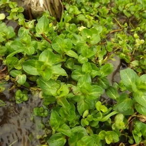 Photographie n°190846 du taxon Veronica beccabunga L. [1753]