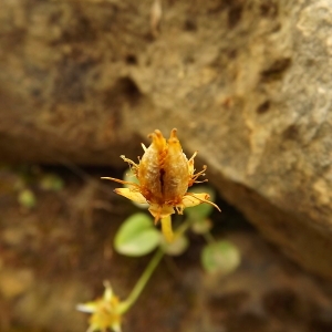 Photographie n°190860 du taxon Parnassia palustris L. [1753]