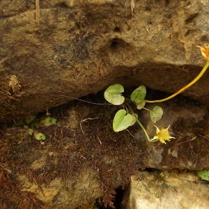 Photographie n°190862 du taxon Parnassia palustris L. [1753]