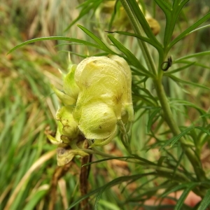 Photographie n°190908 du taxon Aconitum anthora L. [1753]