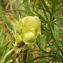  Florent Beck - Aconitum anthora L. [1753]