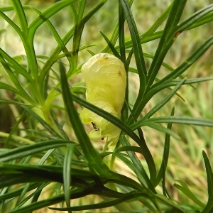 Photographie n°190910 du taxon Aconitum anthora L. [1753]