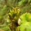  Florent Beck - Aconitum lycoctonum subsp. neapolitanum (Ten.) Nyman [1878]