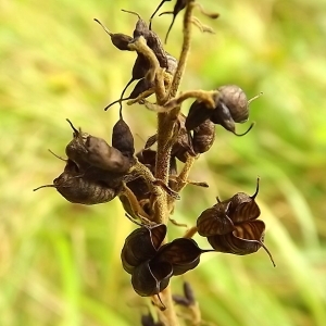 Photographie n°190920 du taxon Aconitum lycoctonum subsp. neapolitanum (Ten.) Nyman [1878]