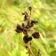  Florent Beck - Aconitum lycoctonum subsp. neapolitanum (Ten.) Nyman [1878]