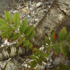 Photographie n°190979 du taxon Sorbus aucuparia L. [1753]