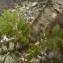  Florent Beck - Sorbus aucuparia L. [1753]