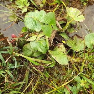 Photographie n°191003 du taxon Caltha palustris L. [1753]