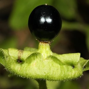 Photographie n°191020 du taxon Cucubalus baccifer L. [1753]