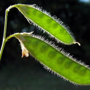 Photographie n°191021 du taxon Lathyrus hirsutus L. [1753]