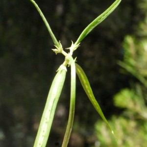 Photographie n°191023 du taxon Coronilla securidaca L. [1753]