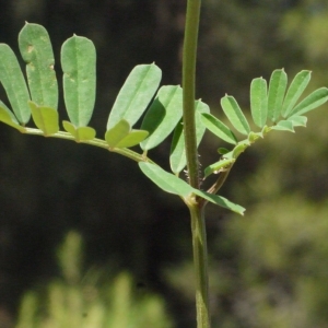  - Coronilla securidaca L. [1753]