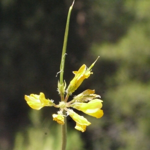  - Coronilla securidaca L. [1753]