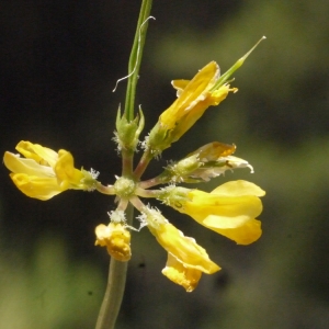  - Coronilla securidaca L. [1753]