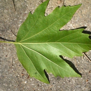 Photographie n°191029 du taxon Platanus orientalis L. [1753]