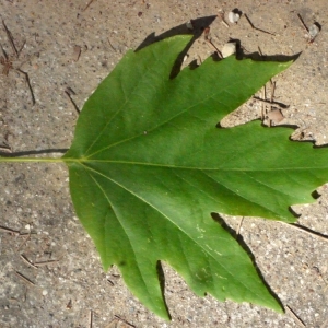 Photographie n°191030 du taxon Platanus orientalis L. [1753]