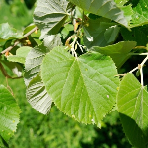  - Tilia tomentosa Moench [1785]