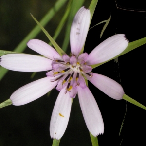 Geropogon hybridus (L.) Sch.Bip. (Salsifis hybride)