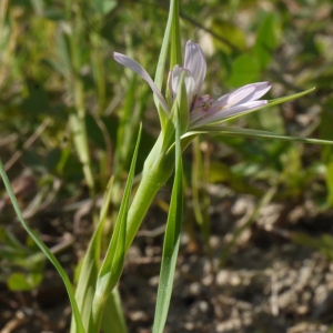 Photographie n°191060 du taxon Geropogon glaber L. [1763]