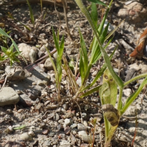 Photographie n°191061 du taxon Geropogon glaber L. [1763]