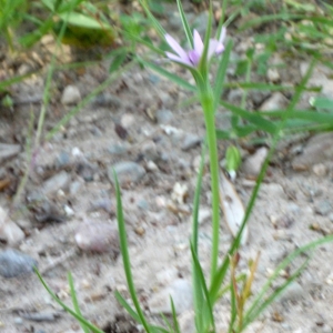 Photographie n°191062 du taxon Geropogon glaber L. [1763]