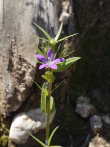 Liliane Roubaudi, le  2 mai 2013 (Rhodes - Grèce)