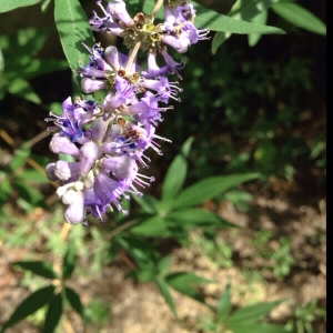 Photographie n°191073 du taxon Vitex agnus-castus L. [1753]