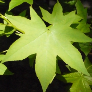 Liquidambar sp.