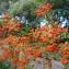  Anne Vincent  - Pyracantha coccinea M.Roem. [1847]