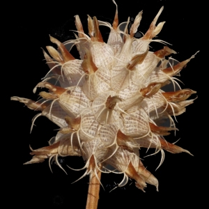 Photographie n°191137 du taxon Trifolium spumosum L. [1753]