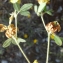  Liliane Roubaudi - Trifolium boissieri Guss. [1845]