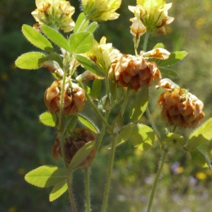 Photographie n°191147 du taxon Trifolium boissieri Guss. [1845]