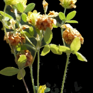Photographie n°191148 du taxon Trifolium boissieri Guss. [1845]