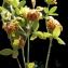  Liliane Roubaudi - Trifolium boissieri Guss. [1845]