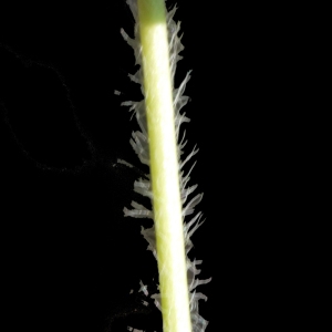 Photographie n°191149 du taxon Trifolium boissieri Guss. [1845]