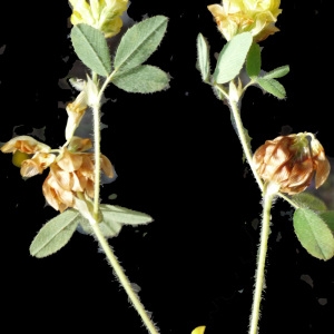  - Trifolium boissieri Guss. [1845]