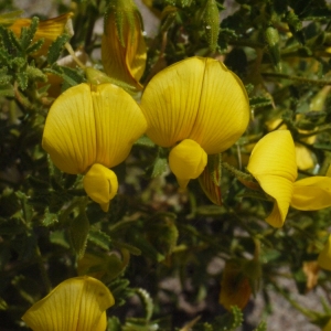 Photographie n°191165 du taxon Ononis viscosa L. [1753]