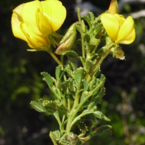 Photographie n°191168 du taxon Ononis viscosa L. [1753]