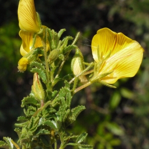 Photographie n°191170 du taxon Ononis viscosa L. [1753]