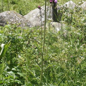  - Cirsium rivulare (Jacq.) All. [1789]