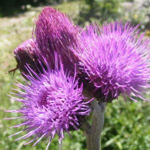  - Cirsium rivulare (Jacq.) All. [1789]