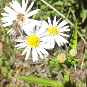 Photographie n°191183 du taxon Symphyotrichum x salignum (Willd.) G.L.Nesom [1995]