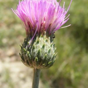 Photographie n°191187 du taxon Cirsium tuberosum (L.) All. [1785]