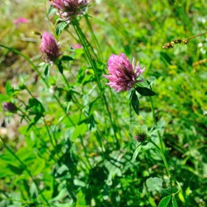 Photographie n°191189 du taxon Trifolium pratense L. [1753]