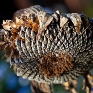 Photographie n°191196 du taxon Helianthus annuus L. [1753]