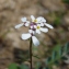  Paul Fabre - Iberis pinnata L. [1755]