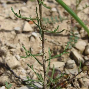 Photographie n°191200 du taxon Iberis pinnata L. [1755]